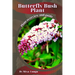 Butterfly Bush Plant: Plant overview and guide