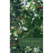 What Grows
