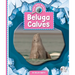 Beluga Calves