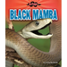 Black Mamba