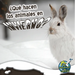 Qué Hacen Los Animales En Invierno?: What Do Critters Do in the Winter?