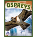 Ospreys
