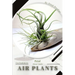 Air plants: Prodigy Petal, Plant Guide