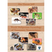 World Meliponine Taxonomy Nomenclature
