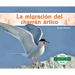 La Migración del Charrán Ártico (Arctic Tern Migration)