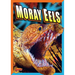 Moray Eels