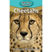 Cheetahs
