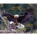 Justice--The Story of a Bald Eagle