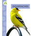Goldfinches