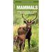 Mammals: An Introduction to Familiar North American Species