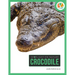 Crocodile