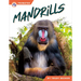 Mandrills
