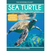 Sea Turtle: Amazing Facts About Nature's Ocean Travelers