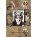Unconditional Love: It's All About Dogs