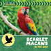 Scarlet Macaws in the Wild