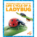 Life Cycle of a Ladybug
