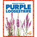 Purple Loosestrife