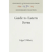 Guide to Eastern Ferns