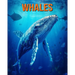 Whales: Fun Facts Book for Kids with Amazing Photos