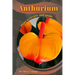 Anthurium: Plant overview and guide