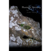 Bluestone Standing