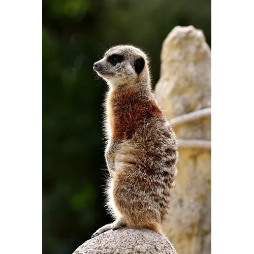 Meercat: The Meerkat or Suricate Is a Small Carnivoran Belonging to the Mongoose Family. It Is the Only Member of the Genus Suricata.