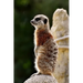 Meercat: The Meerkat or Suricate Is a Small Carnivoran Belonging to the Mongoose Family. It Is the Only Member of the Genus Suricata.