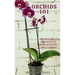 Orchids 101: Your quick guide to grow beautiful orchids with simple care techniques