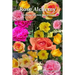 Rose Alchemy: The Reiki Seichim Integration