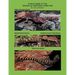 A Field Guide to the Geckos of Northern Territory