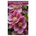 Expert Tips for Growing Hellebores with Confidence: The Enchanting World Of Hellebores