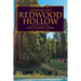 Through the Redwood Hollow