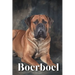 Boerboel: Dog breed overview and guide