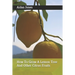 How To Grow A Lemon Tree And Other Citrus Fruits