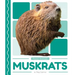 Muskrats