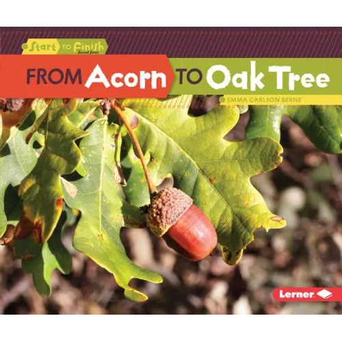 From Acorn to Oak Tree
