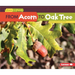 From Acorn to Oak Tree