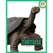 Tortoise
