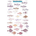 Mac's Field Guides: Northwest Coastal Fish