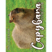 The Capybara Cutie Club 2025 Calendar