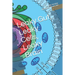 Leaky Gut, Leaky Cells, Leaky Brain: Where to go when all hope is lost!