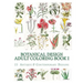 Botanical Design Adult Coloring Book #1
