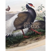 Clark Winter: Birds