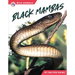 Black Mambas