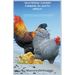 Mastering Chicken Farming