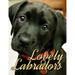 Lovely Labradors