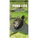 Pond Life: An Introduction to Familiar Plants and Animals Living in or Near Ponds, Lakes and Wetlands