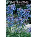 Penstemons