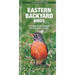 Eastern Backyard Birds: An Introduction to Familiar Urban Species