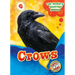Crows
